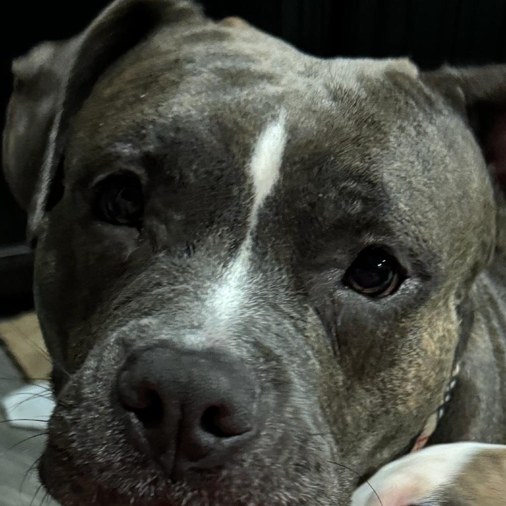 Mamas (In Foster), Adoptable, Adult Female Mixed Breed.