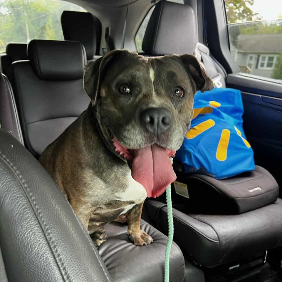 Enlarge Mamas (In Foster), a Adoptable Mixed Breed in Vineland, NJ image 2/3