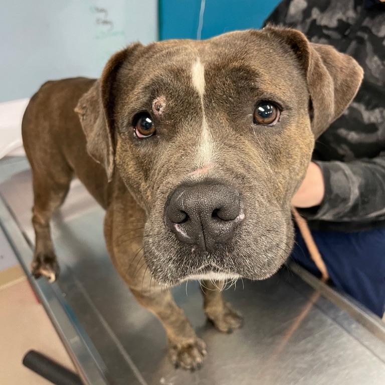 Enlarge Mamas (In Foster), a Adoptable Mixed Breed in Vineland, NJ image 3/3