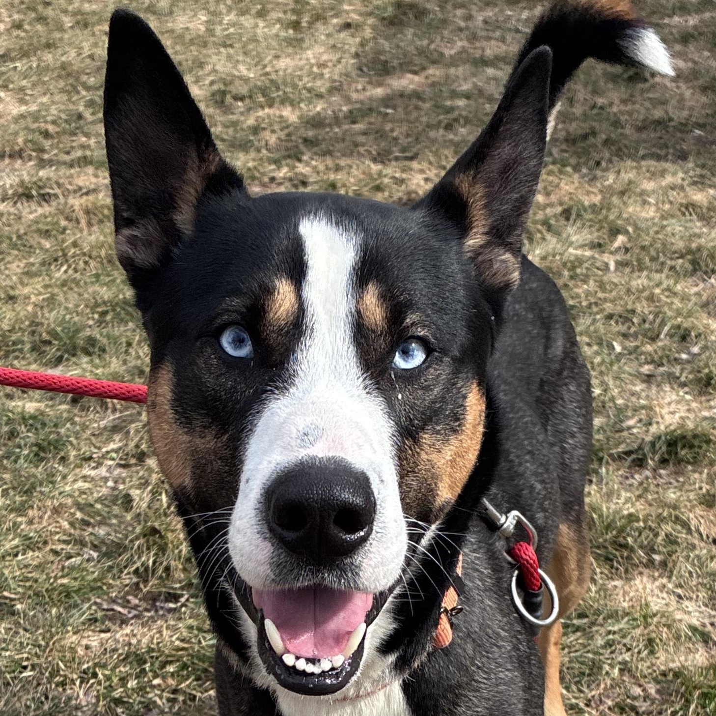 Enlarge Rebel, a ADOPTABLE mixed breed in Amsterdam, NY image 1/2