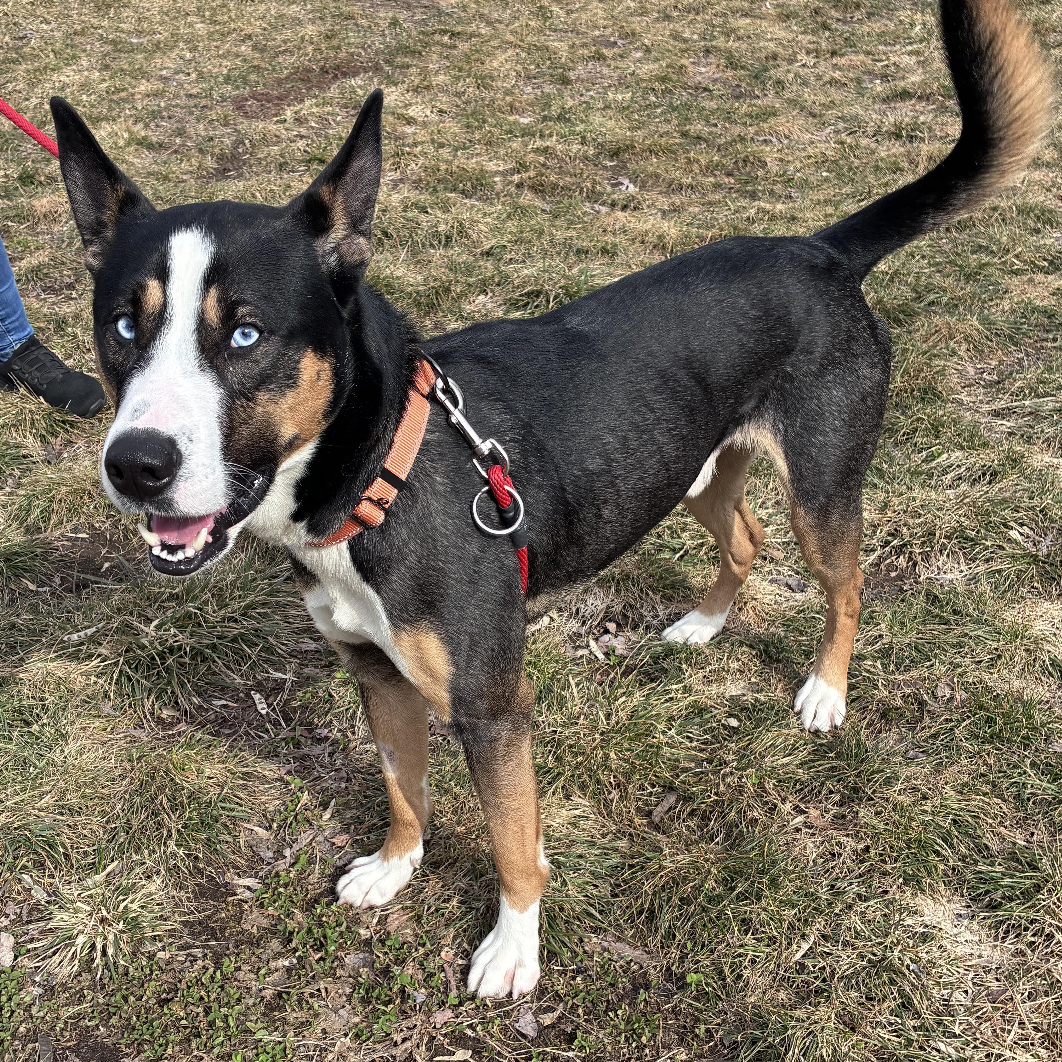 Enlarge Rebel, a ADOPTABLE mixed breed in Amsterdam, NY image 2/2