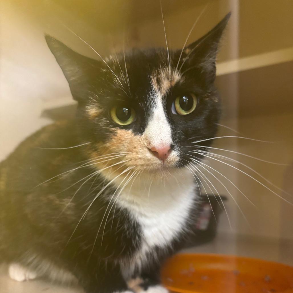 Bianca, Adopted, Young Female Domestic Short Hair.
