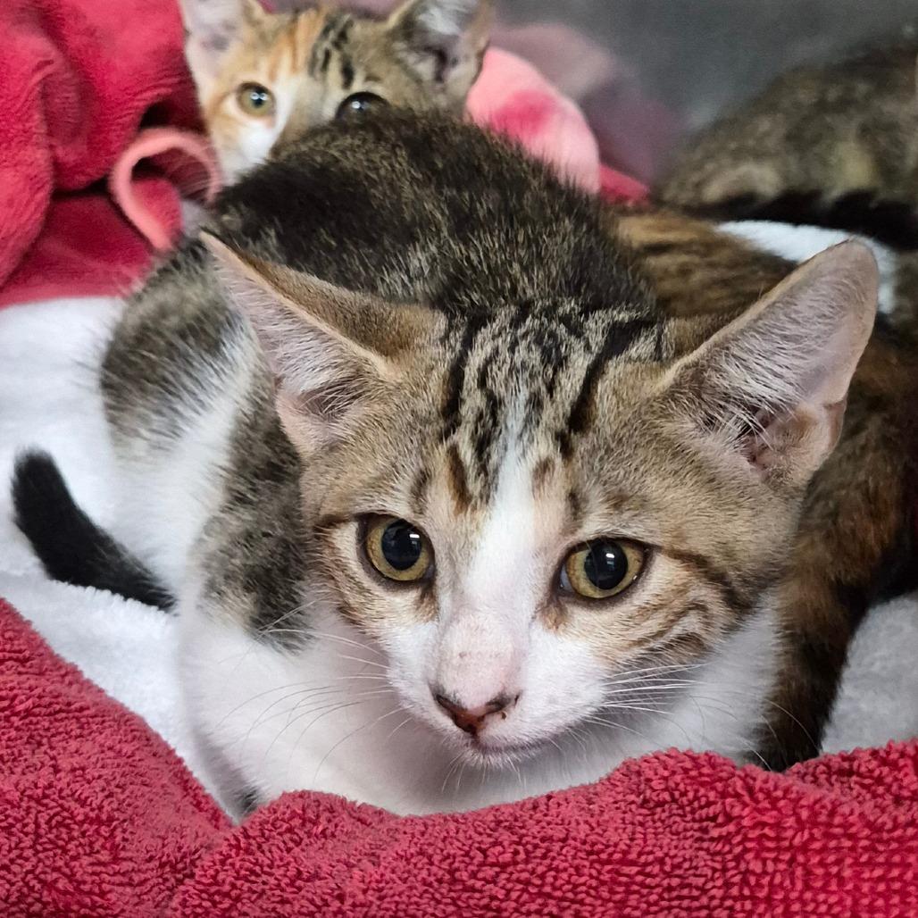 Enlarge Crackle, a Adoptable Domestic Short Hair in Morristown, NJ image 1/1