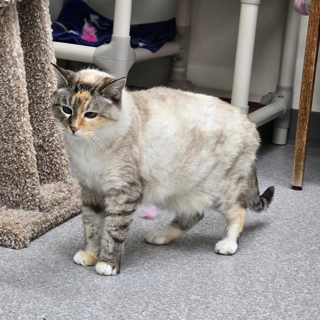 Shy Ann, Adoptable, Senior Female Domestic Medium Hair.