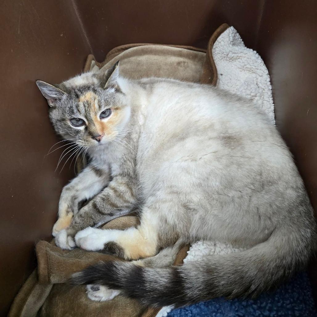 Shy Ann, Adoptable, Senior Female Domestic Medium Hair.