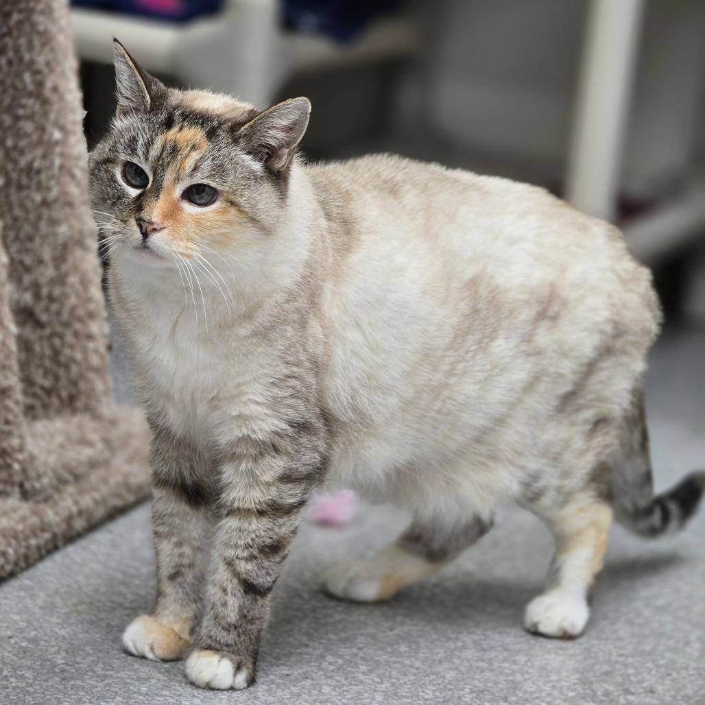 Enlarge Shy Ann, a Adoptable Domestic Medium Hair in Fort Bragg, CA image 3/4