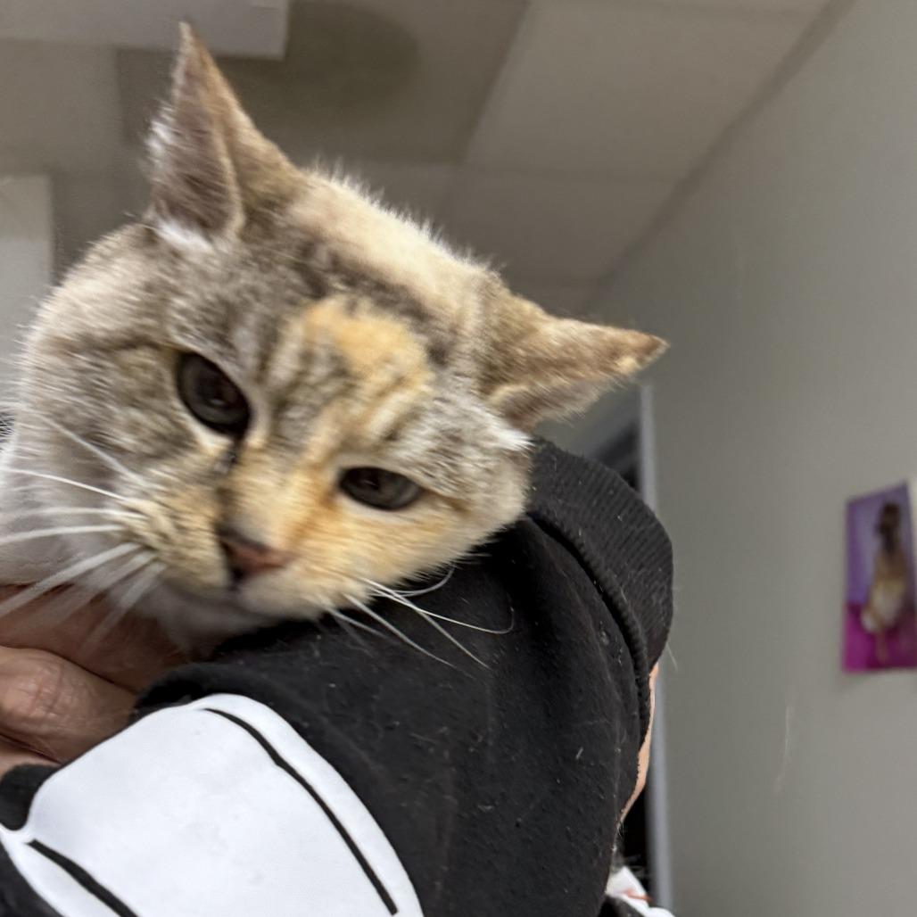 Shy Ann, Adoptable, Senior Female Domestic Medium Hair.