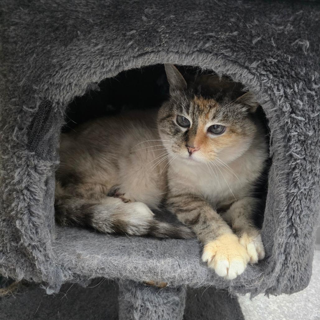 Enlarge Shy Ann, a Adoptable Domestic Medium Hair in Fort Bragg, CA image 4/4