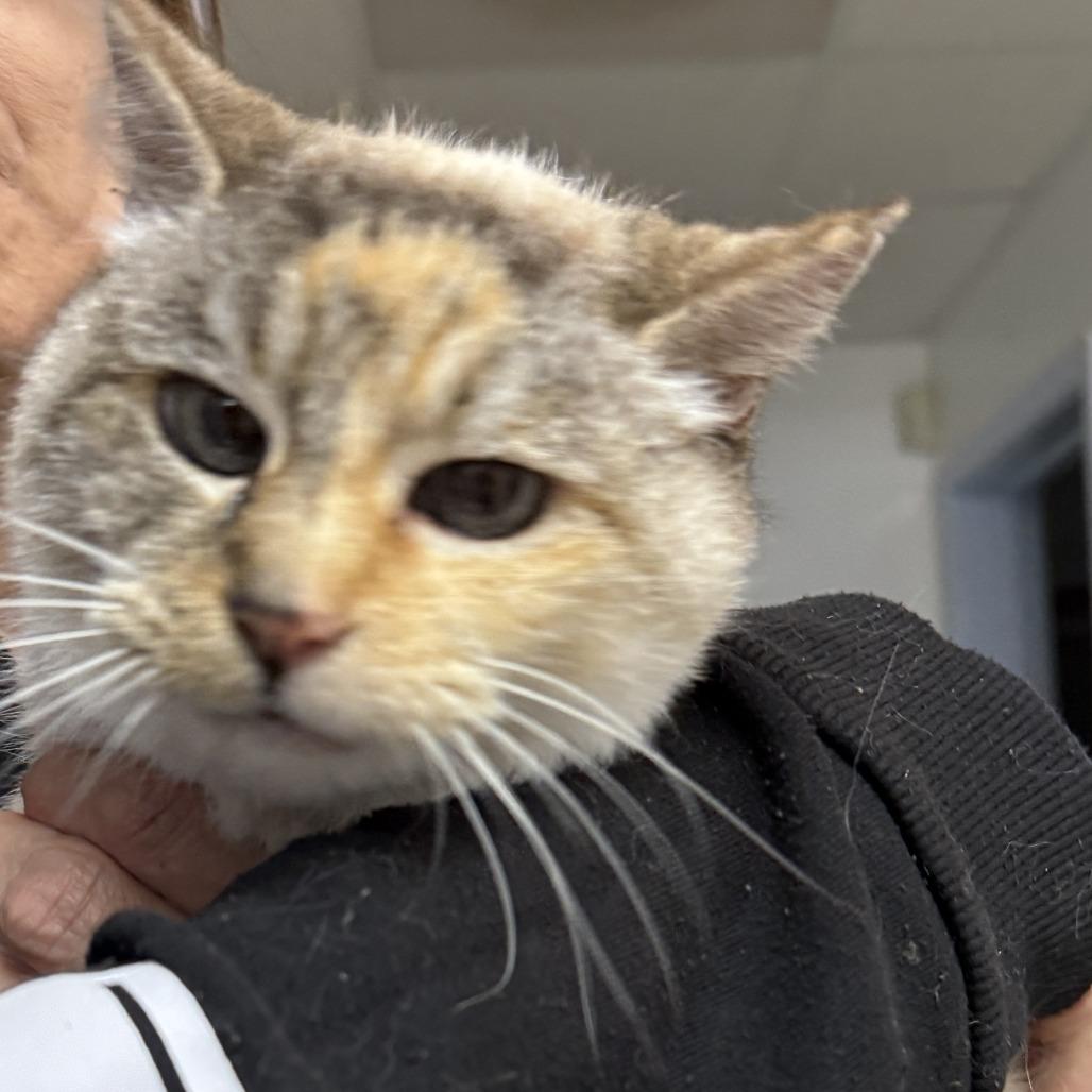 Enlarge Shy Ann, a Adoptable Domestic Medium Hair in Fort Bragg, CA image 2/2