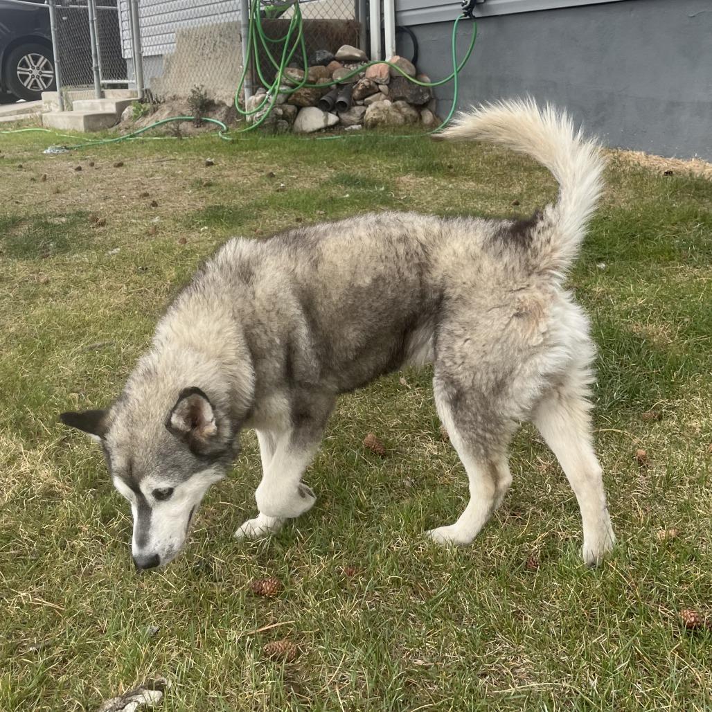 Nanook, Adoptable, Adult Male Siberian Husky.