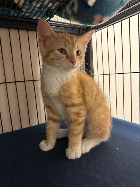 Creamsicle, Adopted, Kitten Female Domestic Short Hair.