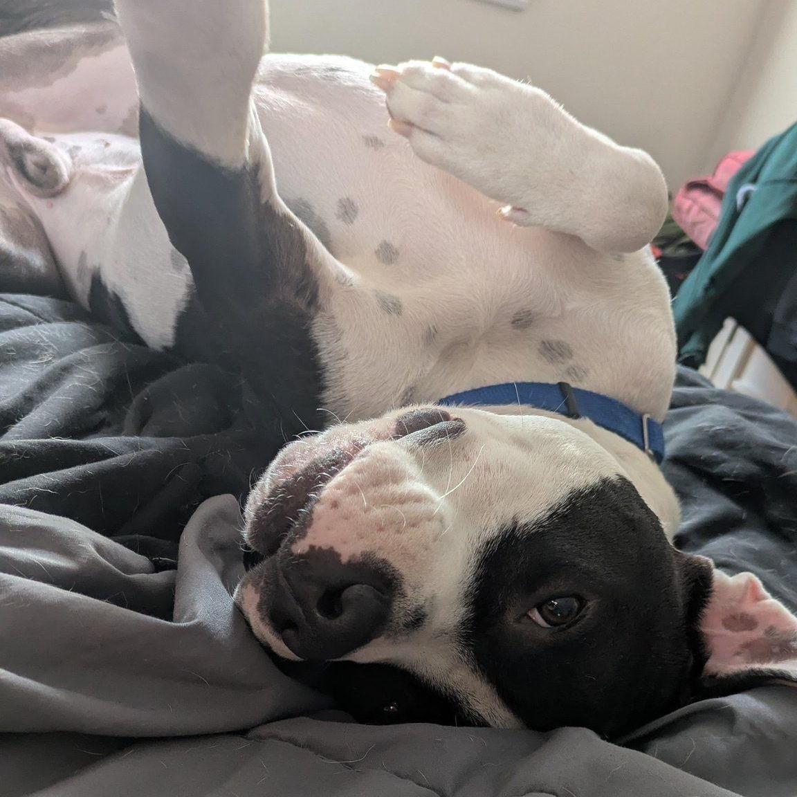 Patches, an adoptable Terrier in Penfield, NY, 14526 | Photo Image 3