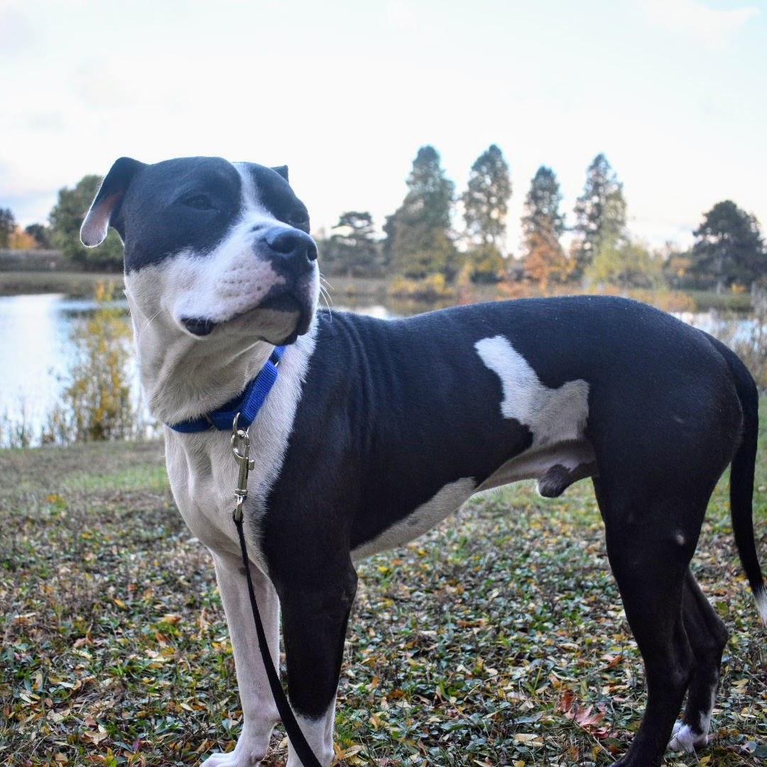 Enlarge Patches, a Adoptable mixed breed in Penfield, NY image 5/6