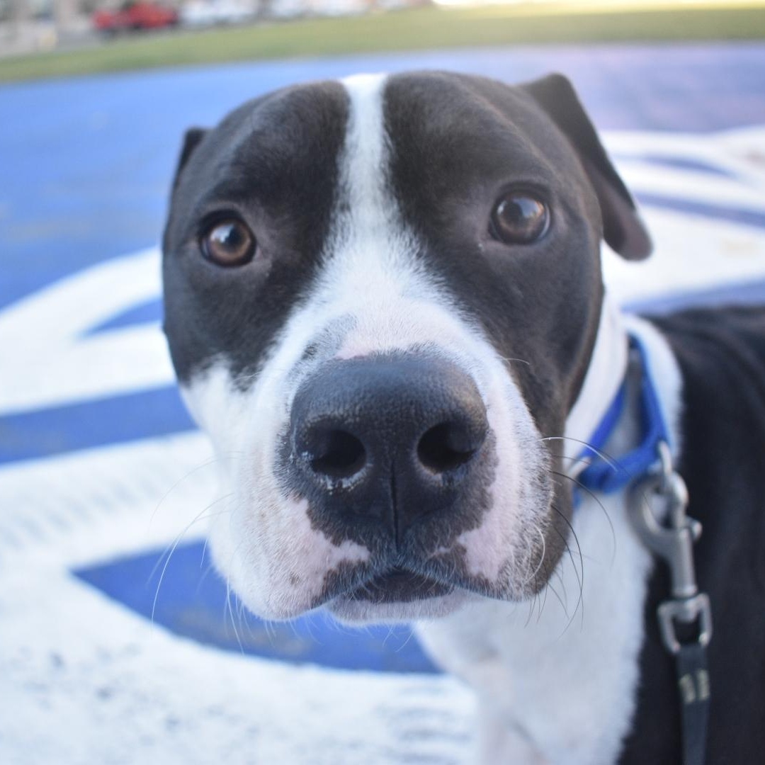 Patches, Adult Male Terrier
