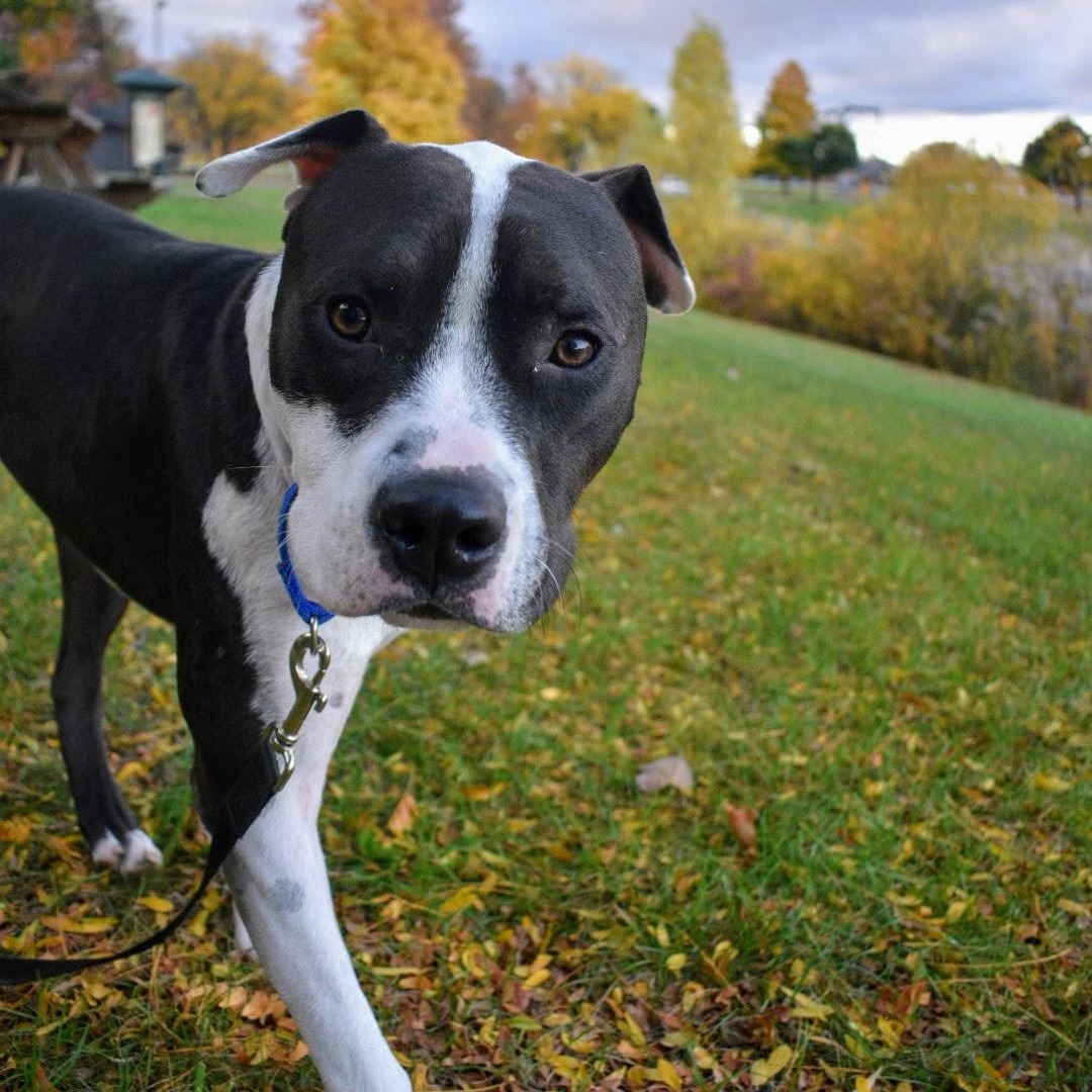 Enlarge Patches, a Adoptable mixed breed in Penfield, NY image 4/6