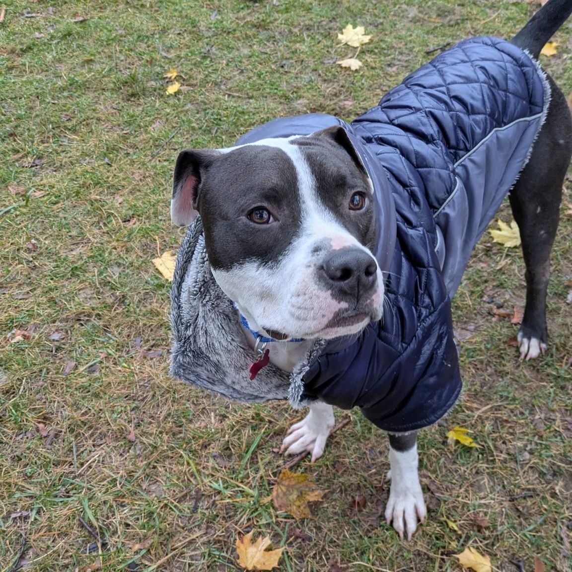 Enlarge Patches, a Adoptable mixed breed in Penfield, NY image 2/6