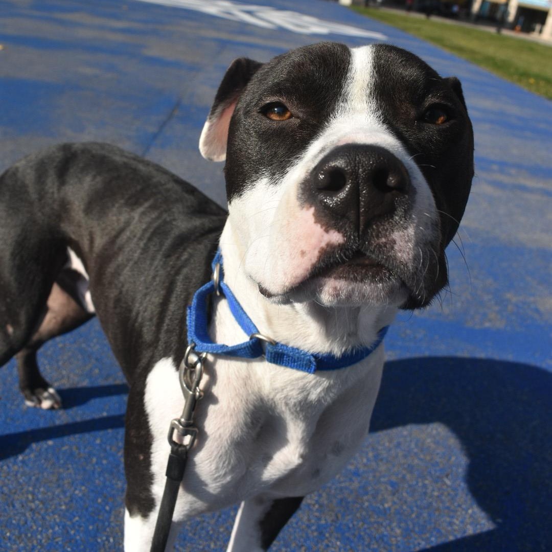 Enlarge Patches, a Adoptable mixed breed in Penfield, NY image 6/6
