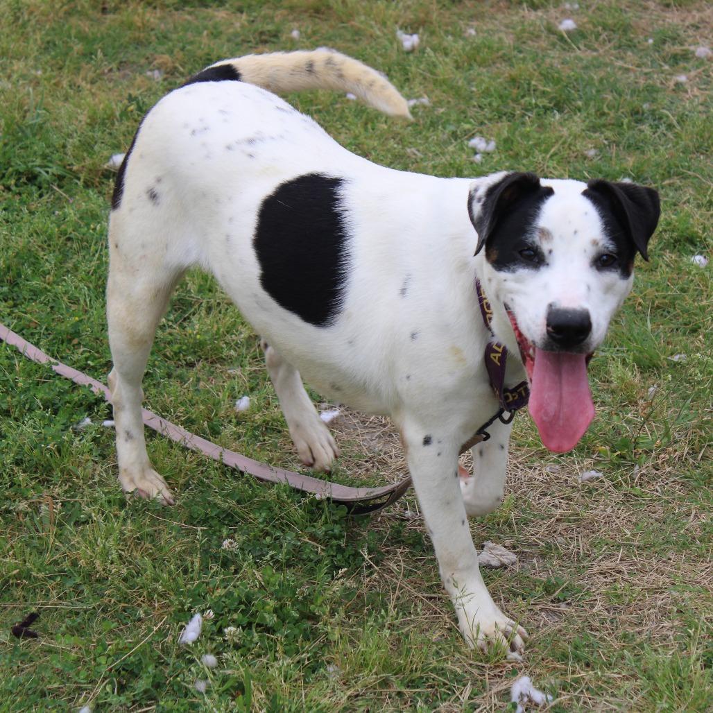 Gabriella, Adoptable, Young Female Black Mouth Cur & Retriever.