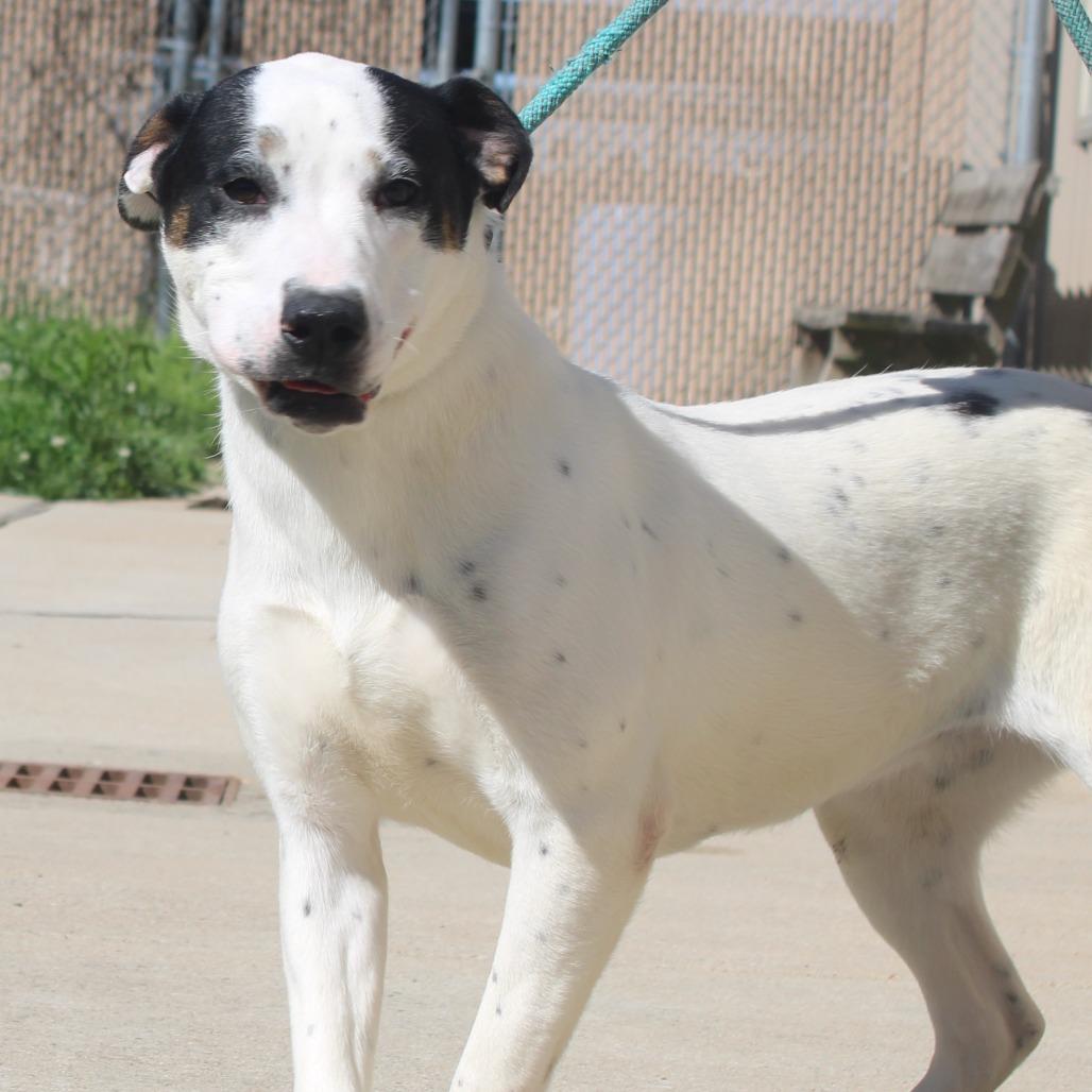 Enlarge Gabriella, a Adoptable mixed breed in Cleveland, MS image 2/5