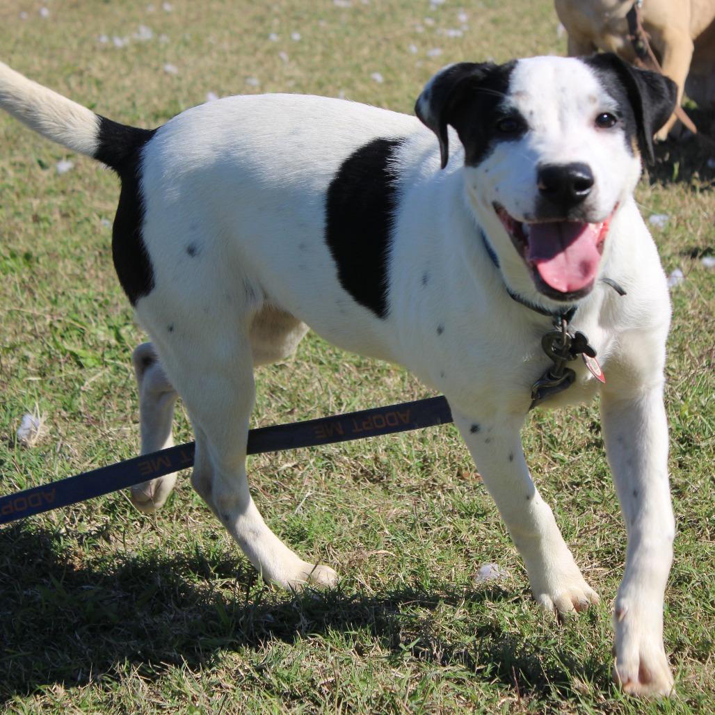 Enlarge Gabriella, a Adoptable mixed breed in Cleveland, MS image 1/4