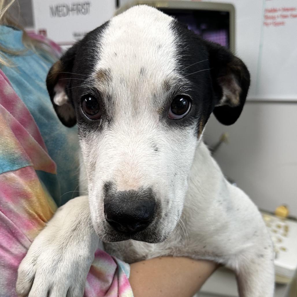 Enlarge Gabriella, a Adoptable mixed breed in Cleveland, MS image 2/4
