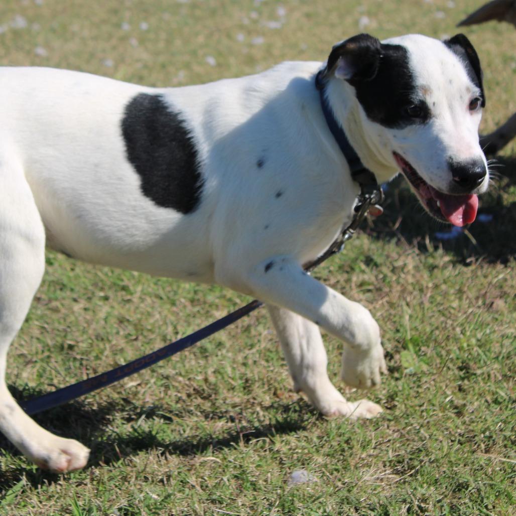 Enlarge Gabriella, a Adoptable mixed breed in Cleveland, MS image 3/4