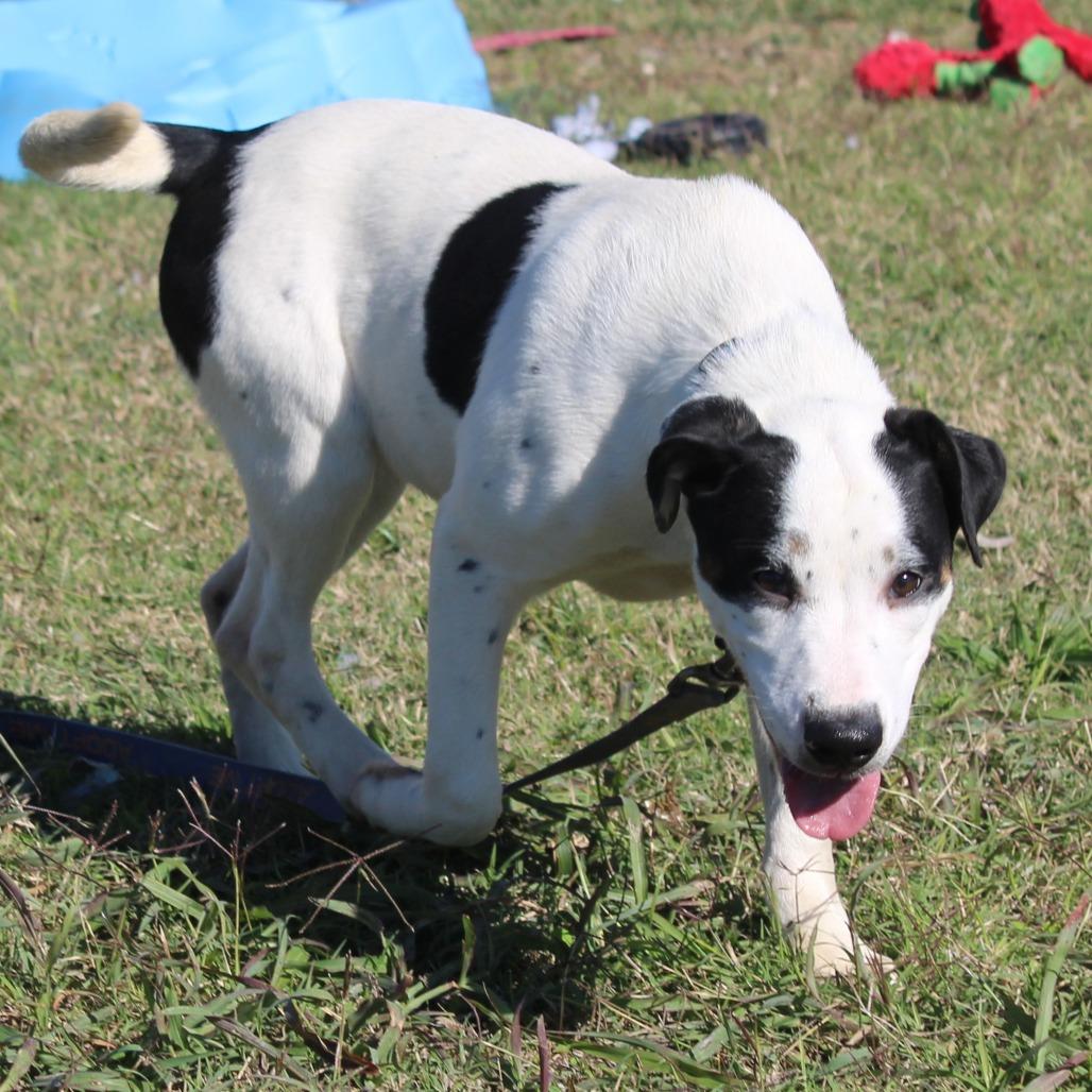 Enlarge Gabriella, a Adoptable mixed breed in Cleveland, MS image 4/4
