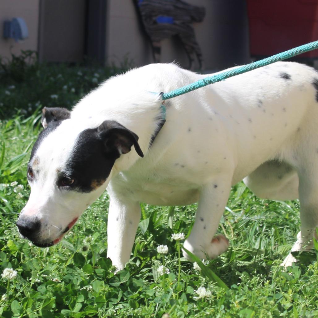 Enlarge Gabriella, a Adoptable mixed breed in Cleveland, MS image 5/5