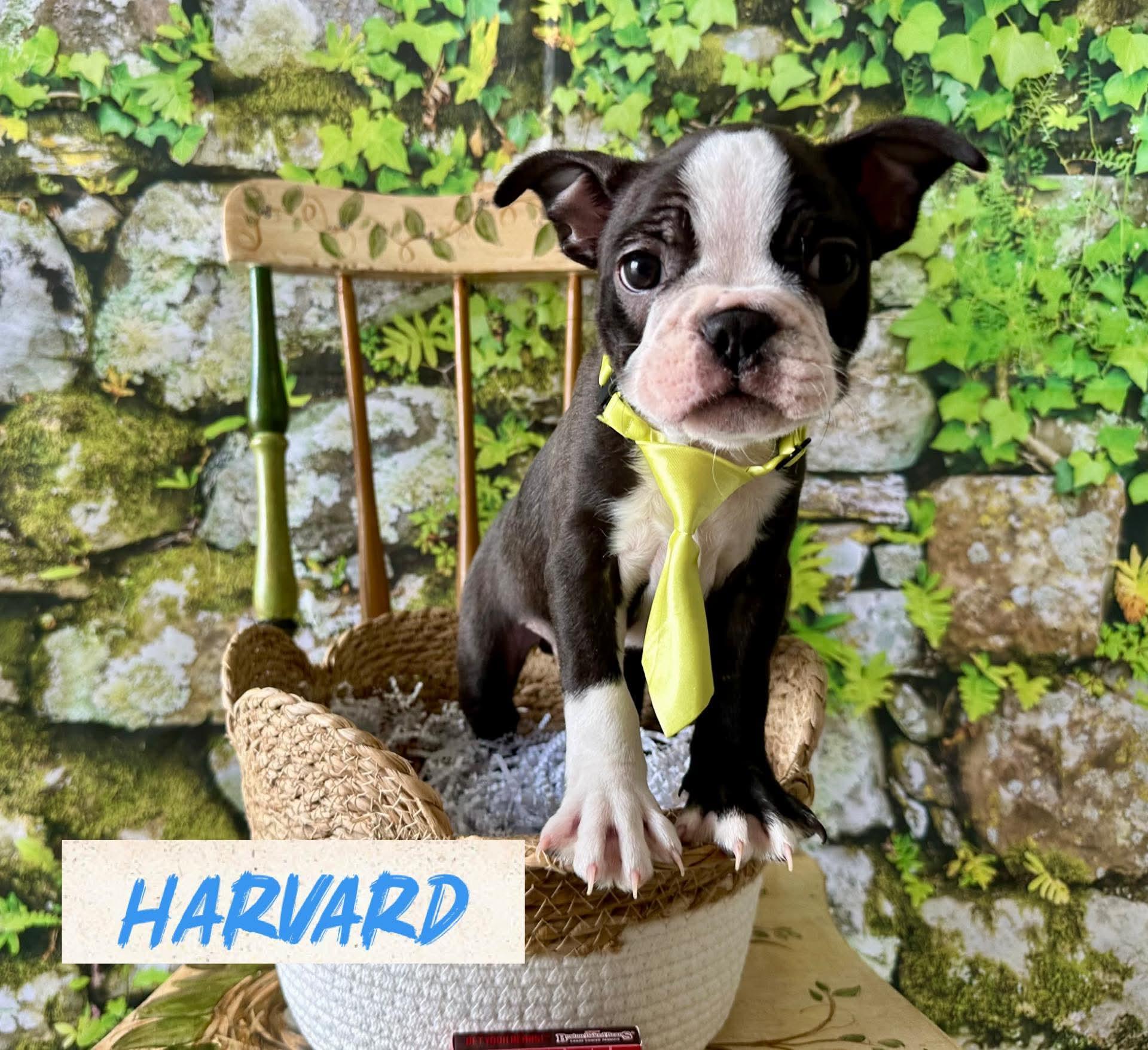 Enlarge Harvard, an adopted Boston Terrier in Washington , PA image 1/1