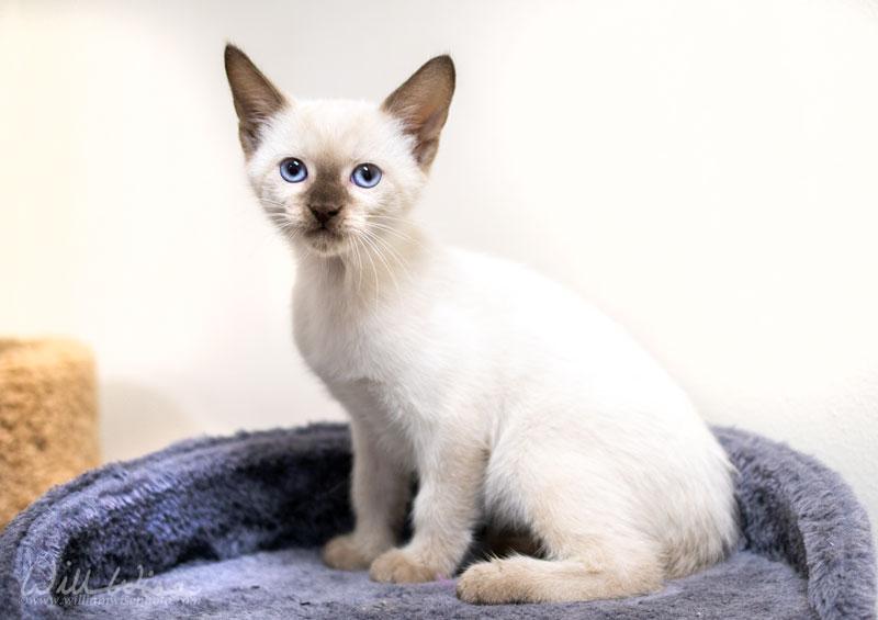 Amos, Adopted, Kitten Male Domestic Short Hair.