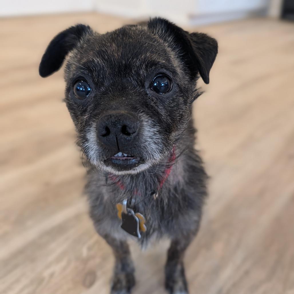 Enlarge Rusty, an adoptable Mixed Breed in Fenton, MI image 2/2