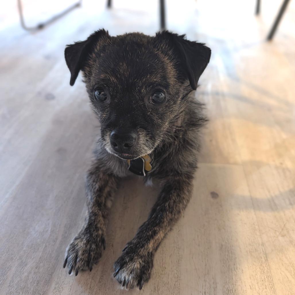 Rusty, adoptable, Adult Male Mixed Breed.