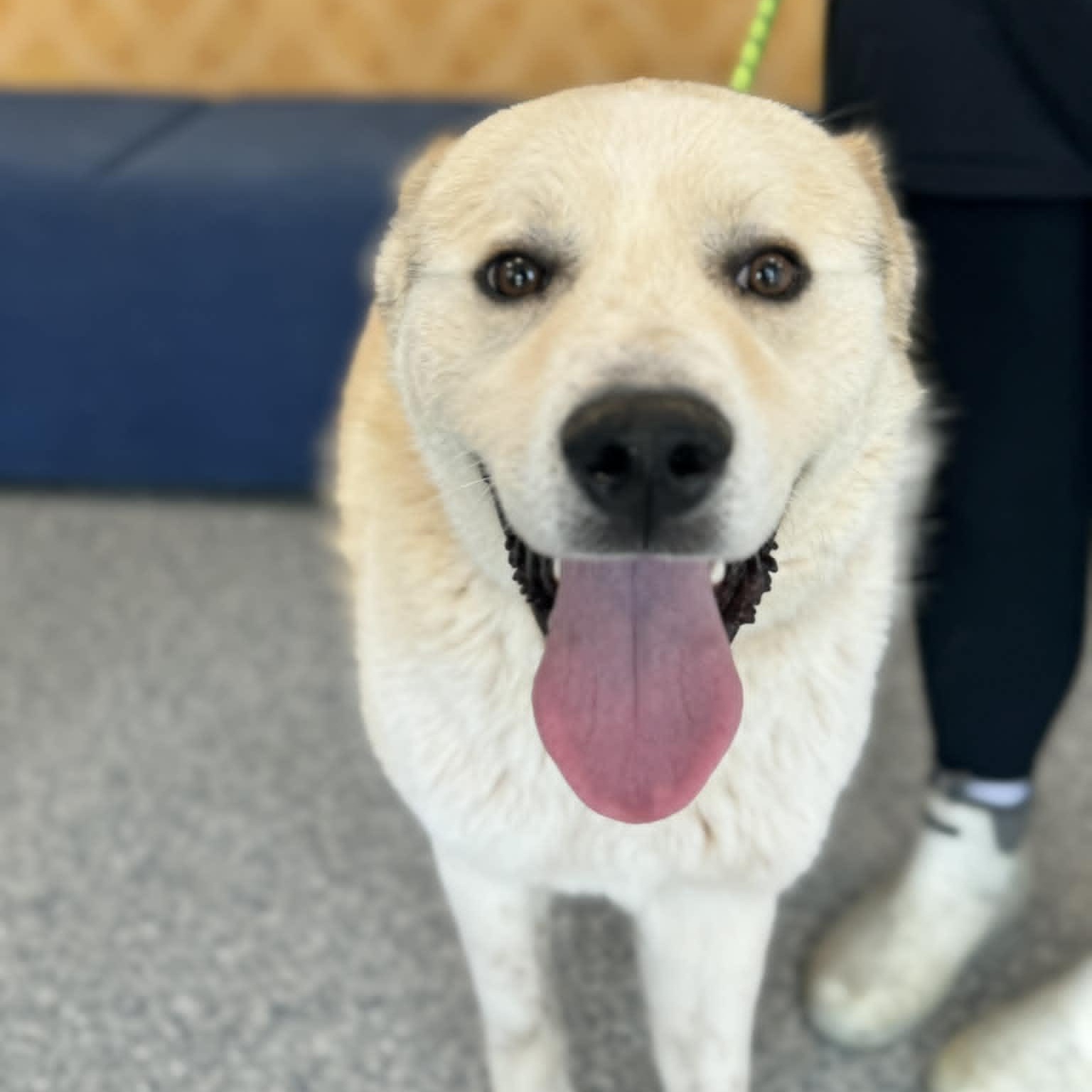 Enlarge Mathis, an adopted mixed breed in Danbury, CT image 2/3