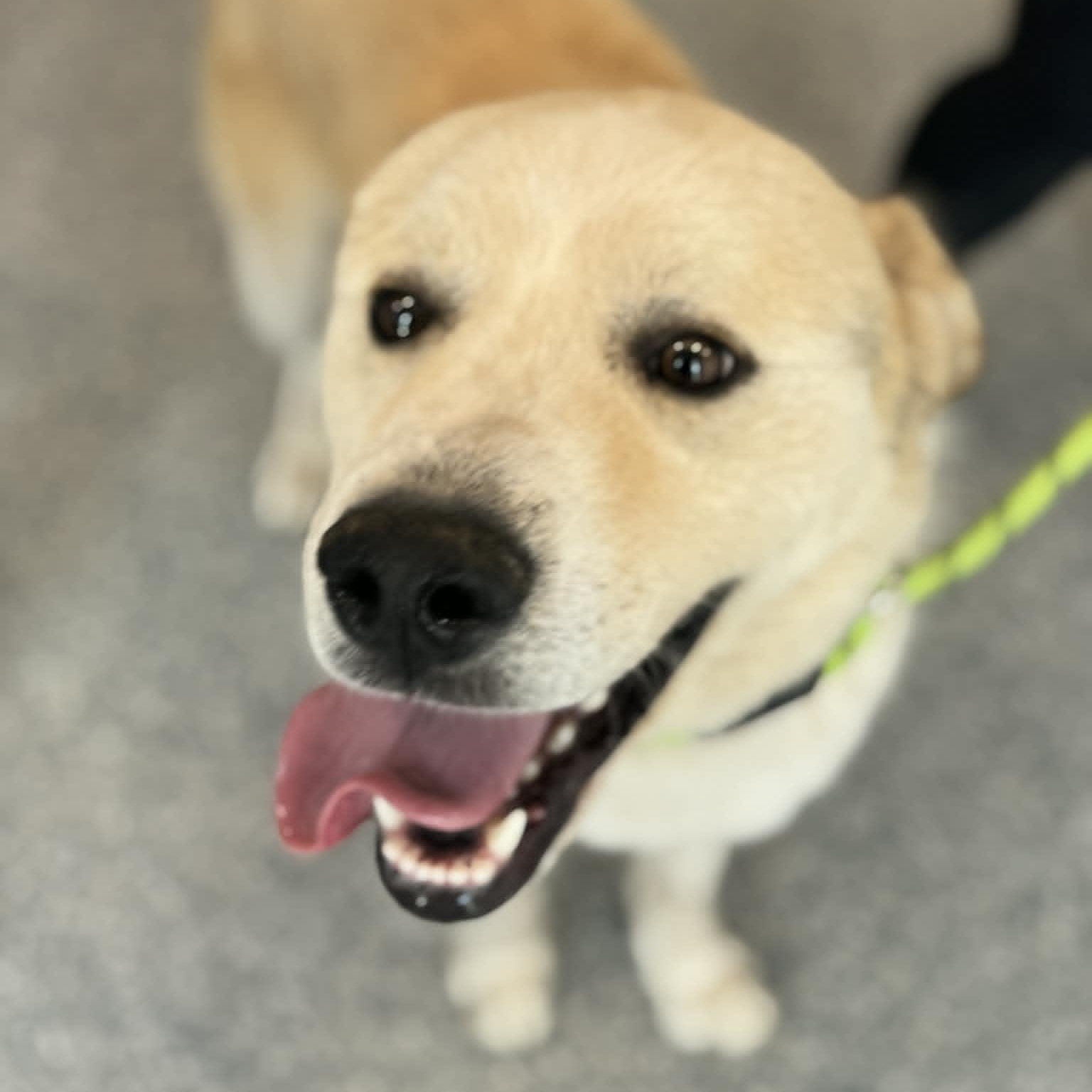 Enlarge Mathis, an adopted mixed breed in Danbury, CT image 3/3