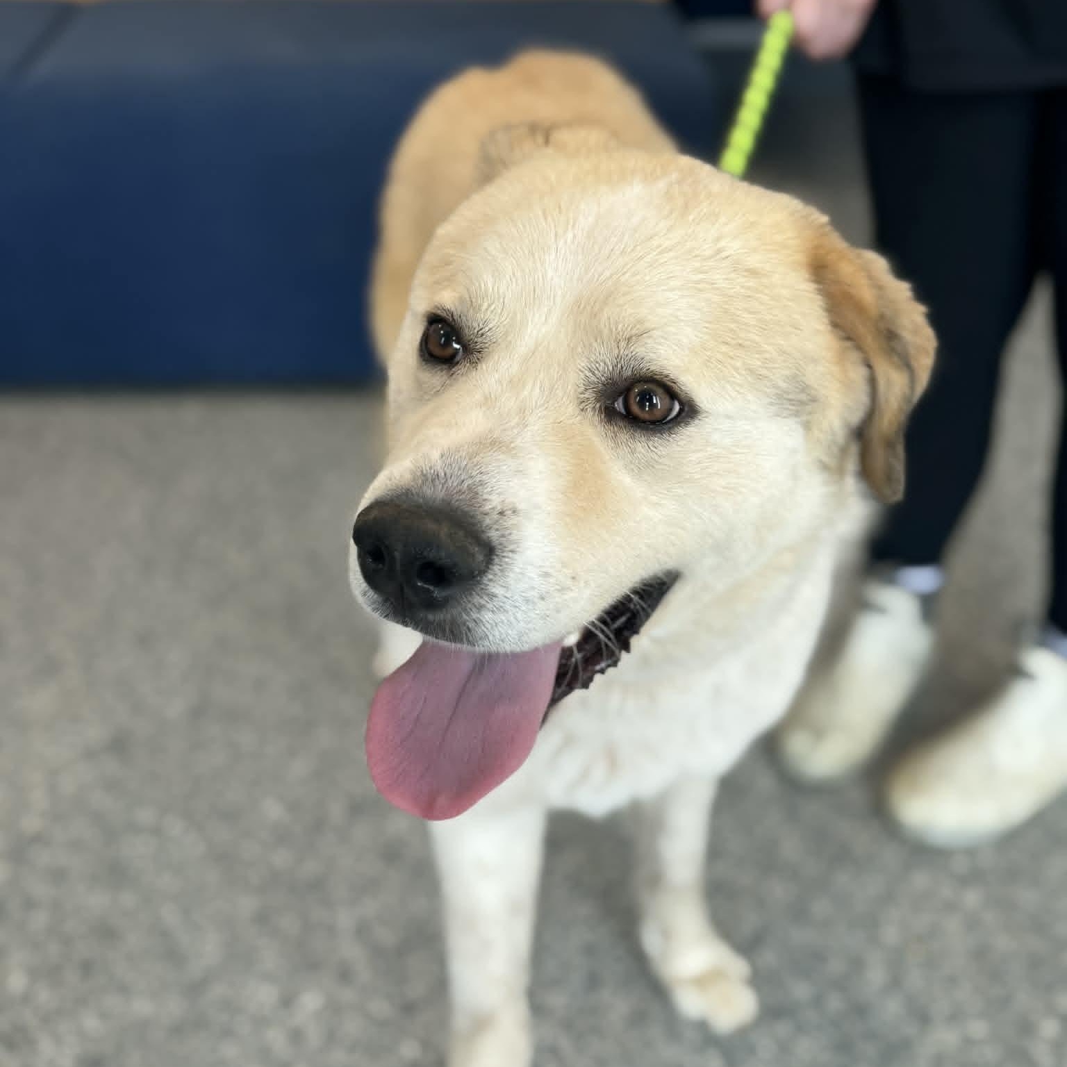 Enlarge Mathis, an adopted mixed breed in Danbury, CT image 1/3