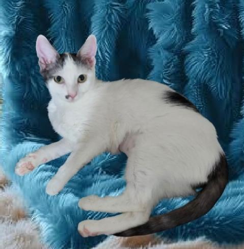 Enlarge BB, a Adoptable Domestic Short Hair in Charlotte, NC image 1/2