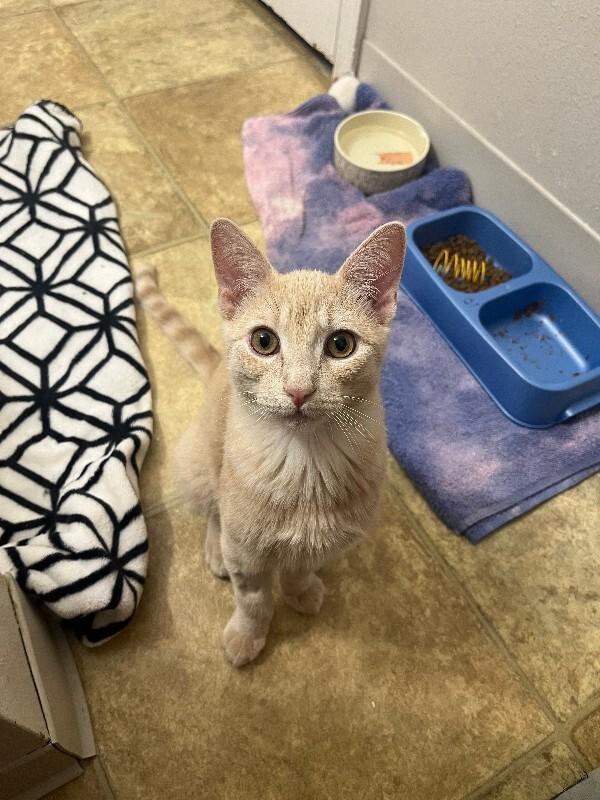 Oyster, Adoptable, Young Male Domestic Short Hair.