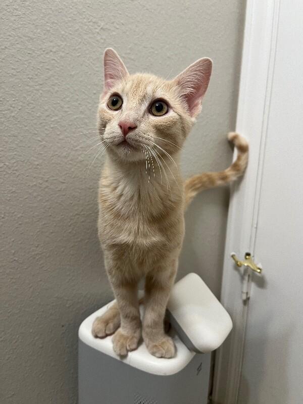 Enlarge Oyster, a Adoptable Domestic Short Hair in Fort Collins, CO image 2/6