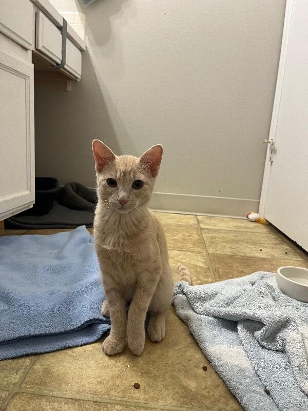 Enlarge Oyster, a Adoptable Domestic Short Hair in Fort Collins, CO image 3/6