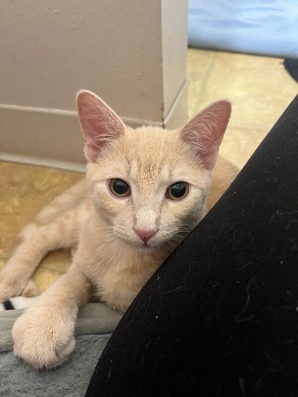 Enlarge Oyster, a Adoptable Domestic Short Hair in Fort Collins, CO image 4/6