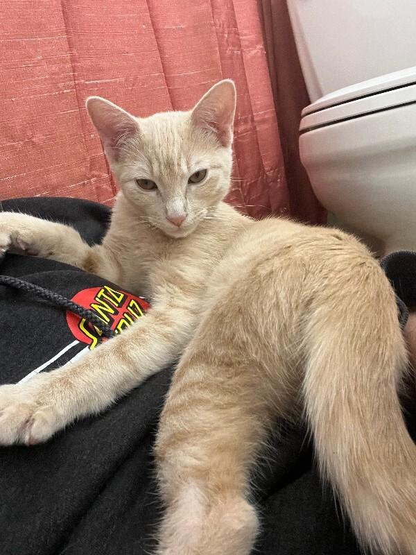 Enlarge Oyster, a Adoptable Domestic Short Hair in Fort Collins, CO image 5/6