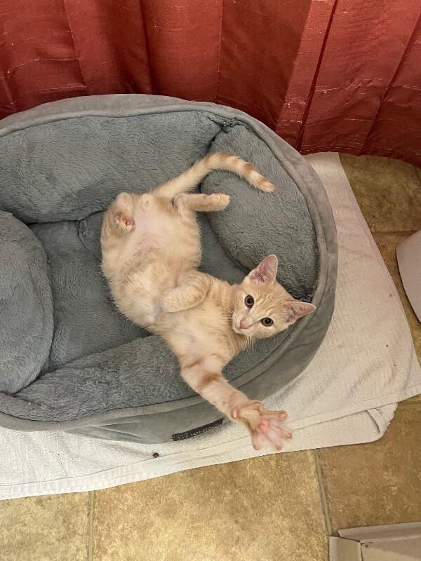Enlarge Oyster, a Adoptable Domestic Short Hair in Fort Collins, CO image 6/6