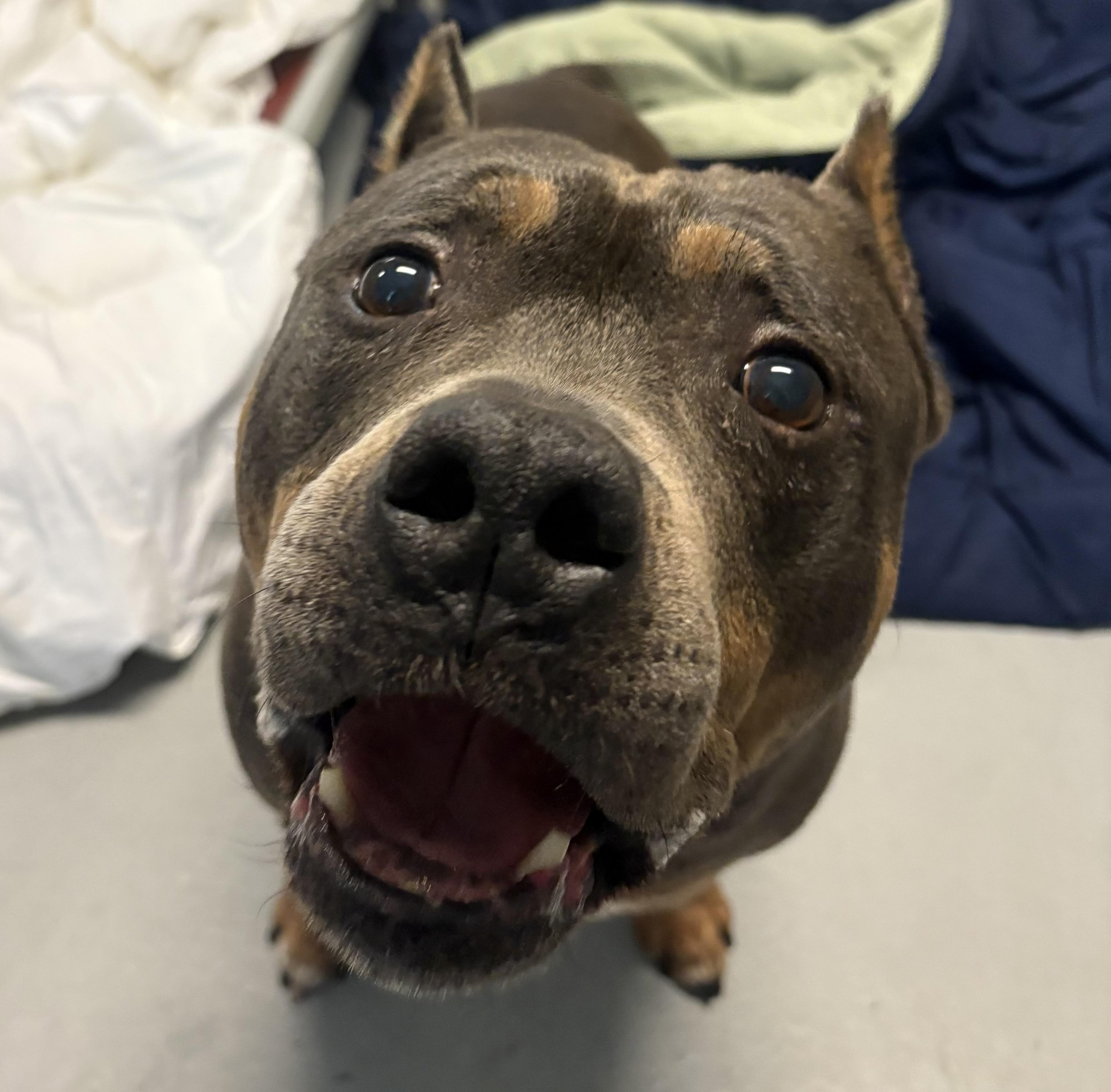 Louie, Adoptable, Adult Male Pit Bull Terrier.