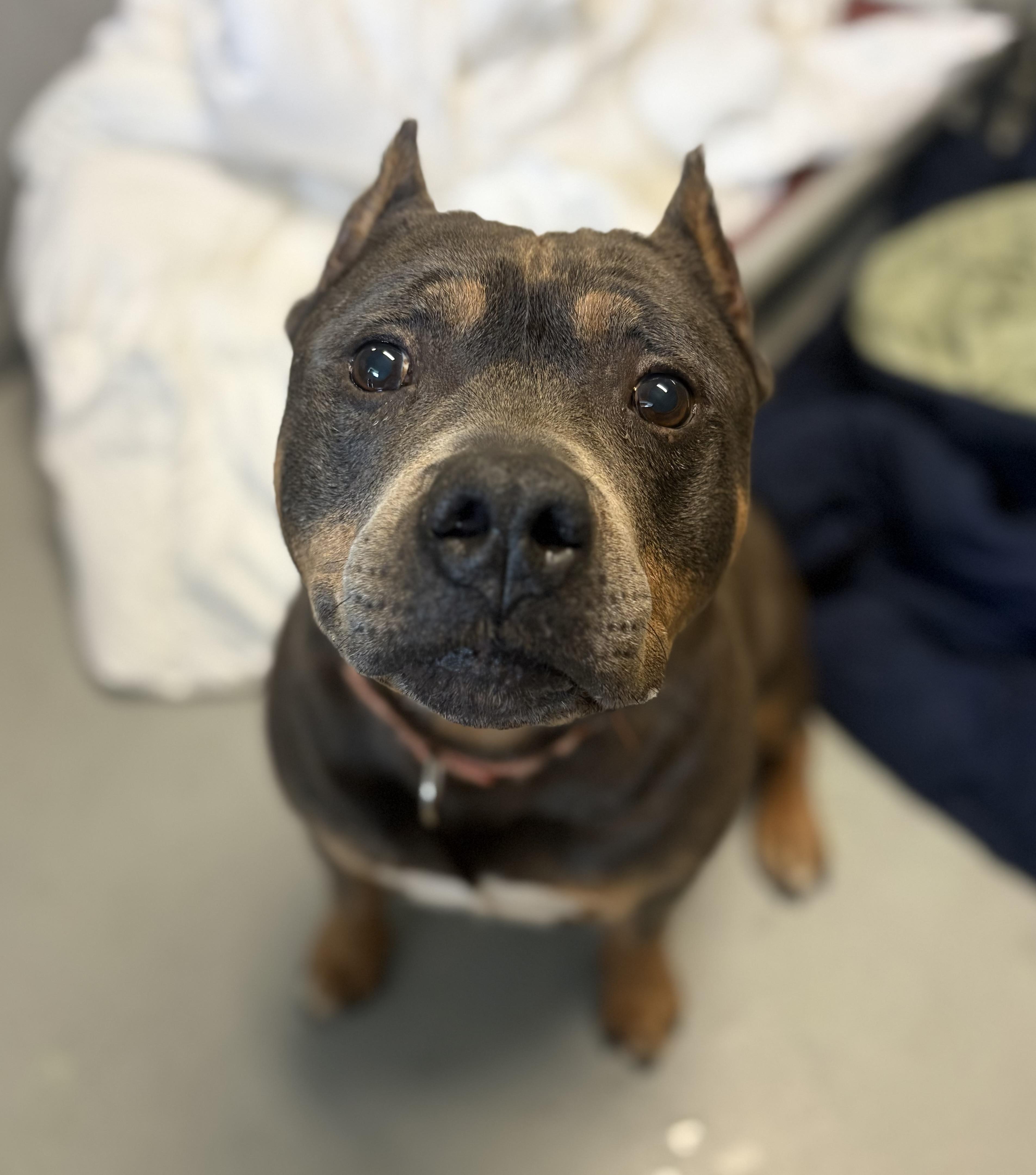 Louie, a Adoptable mixed breed in Mendham, NJ image 2/3