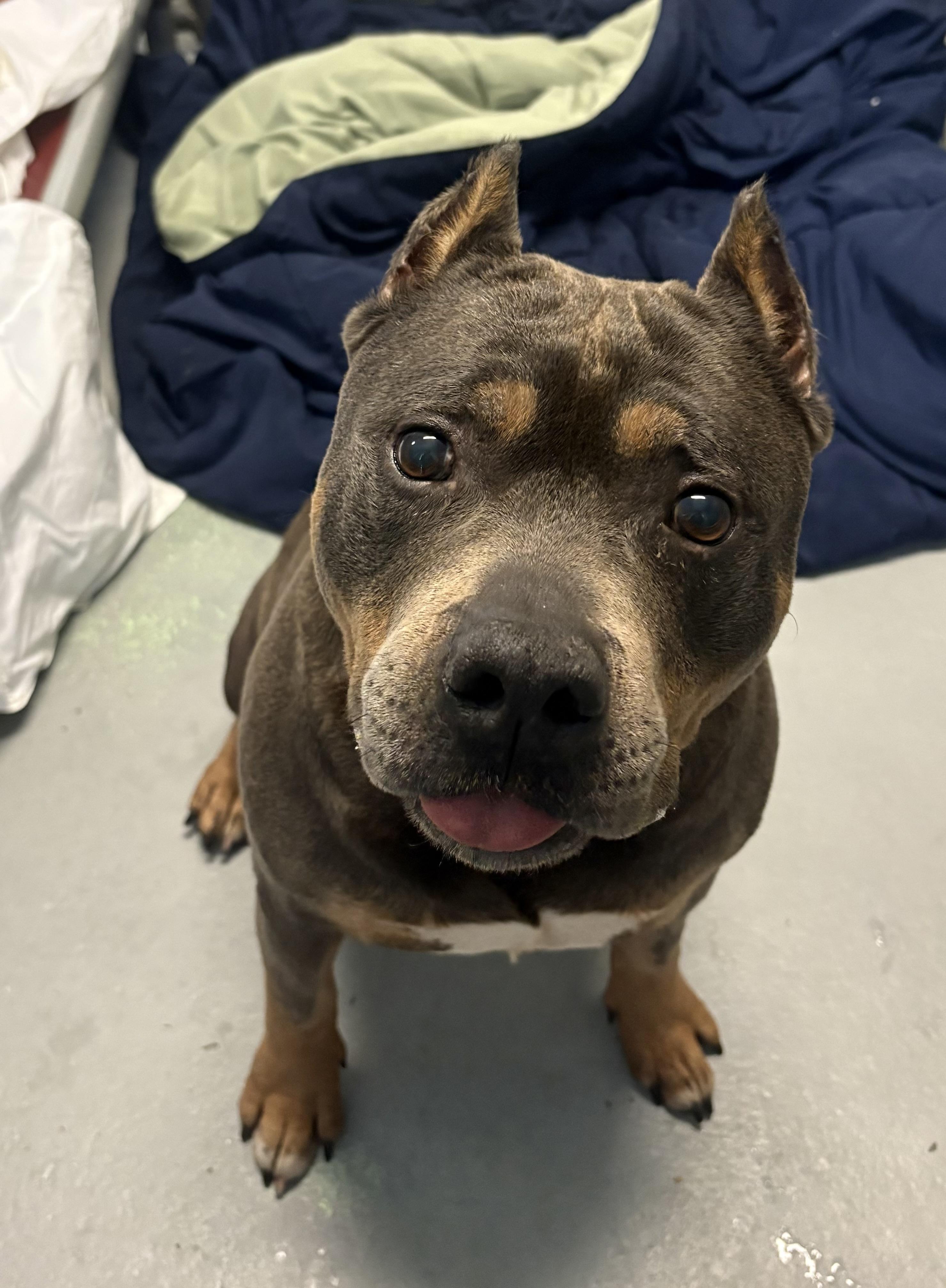 Louie, a Adoptable mixed breed in Mendham, NJ image 3/3