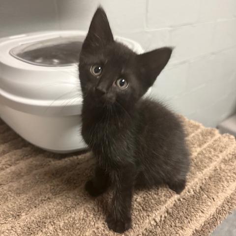 Dr. Black, Adopted, Kitten Male Domestic Short Hair.