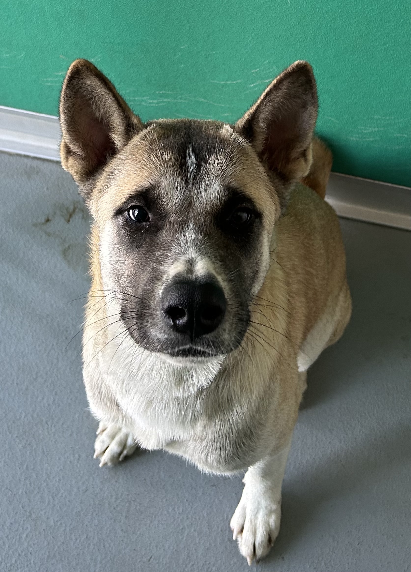 Enlarge Bodi and Mila, a Adoptable Akita in San Francisco, CA image 2/4