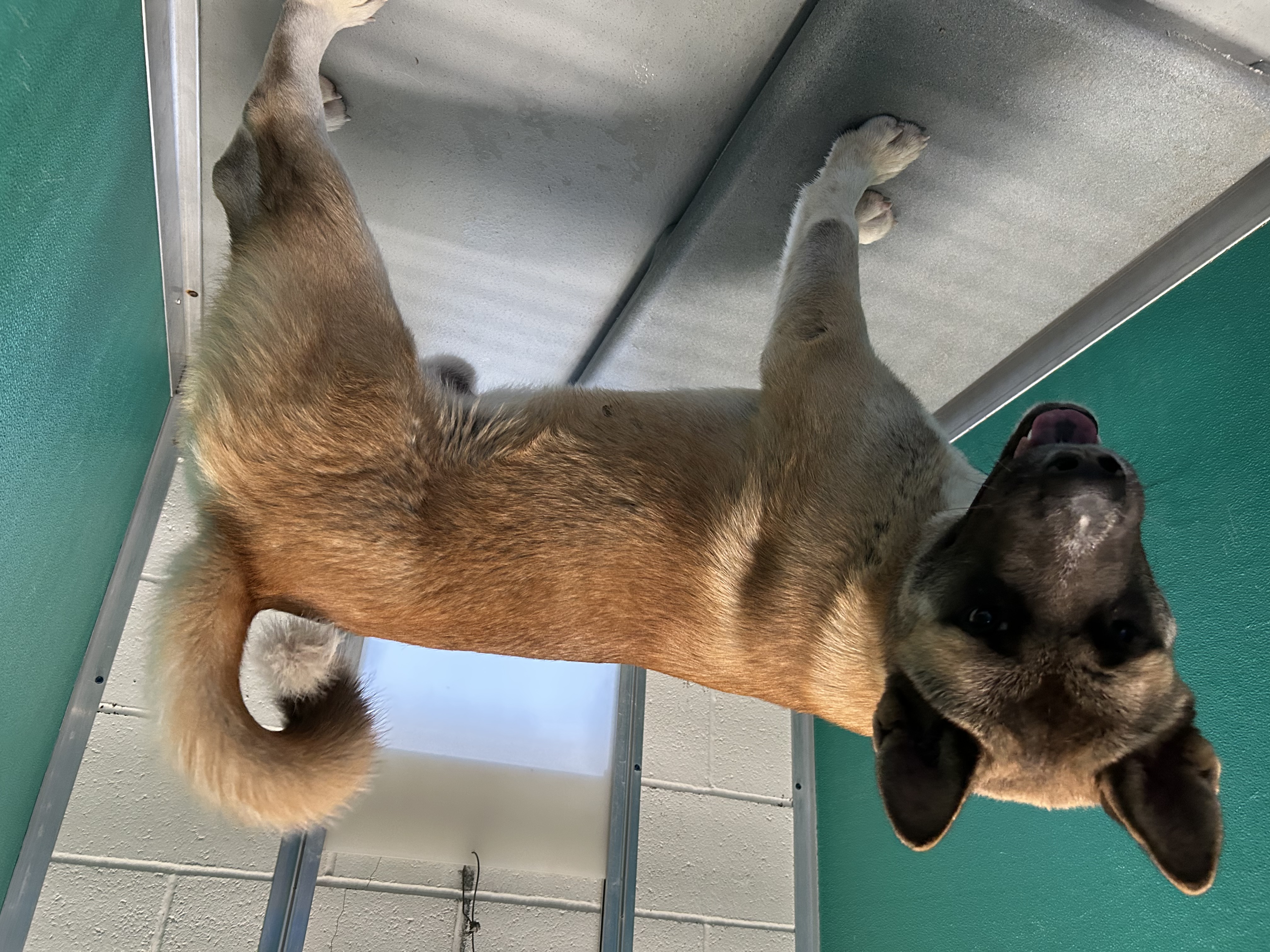 Enlarge Bodi and Mila, a Adoptable Akita in San Francisco, CA image 1/4