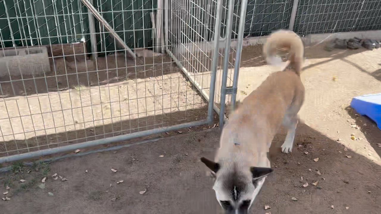 Enlarge Bodi and Mila, a Adoptable Akita in San Francisco, CA video 3/4