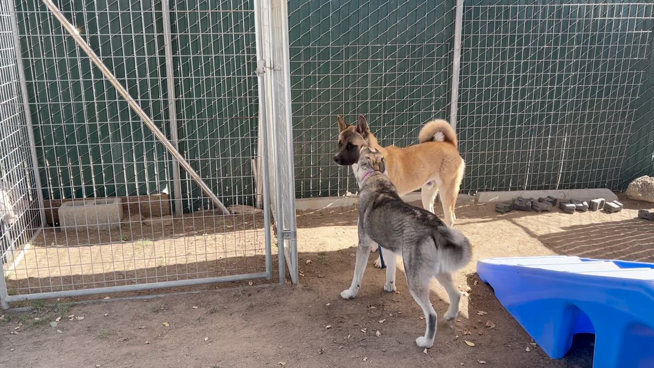 Enlarge Bodi and Mila, a Adoptable Akita in San Francisco, CA video 4/4
